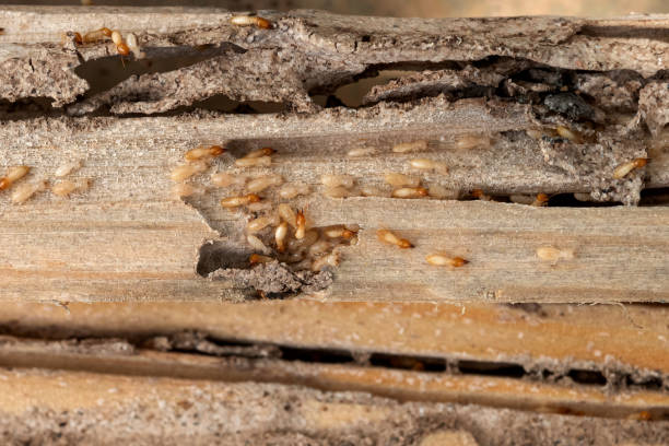 Pest Control Cost in Carbondale, PA