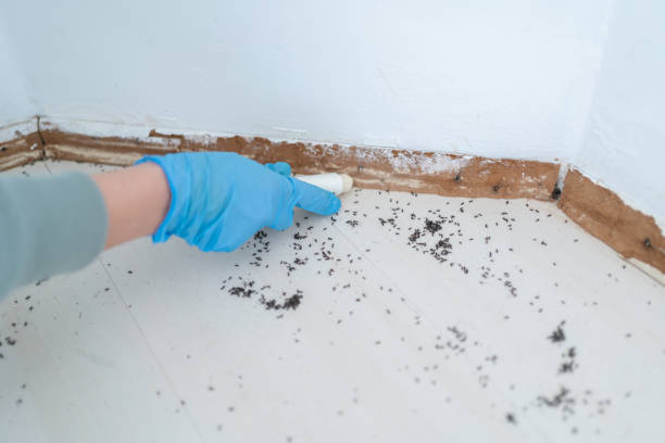 Best Local Pest Control Services  in Carbondale, PA